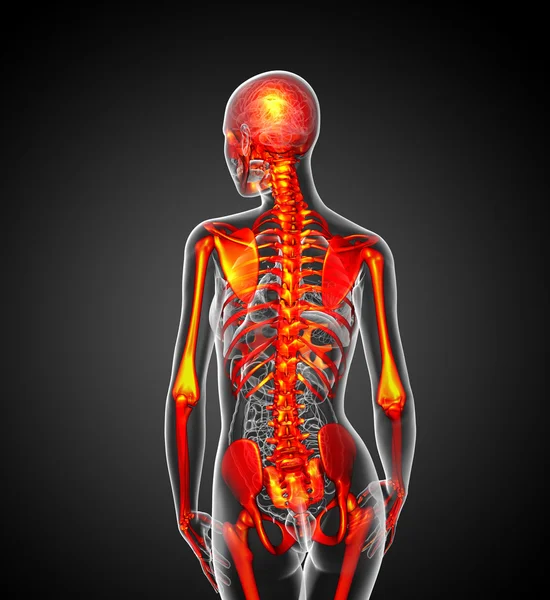 Ilustración médica 3D del esqueleto humano — Foto de Stock