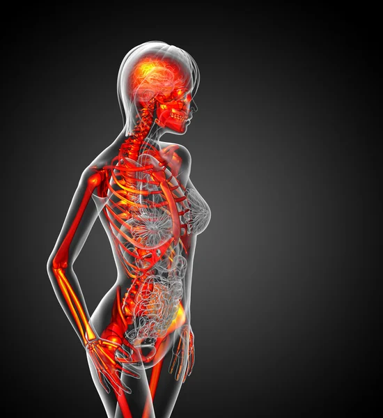 3D медицинская иллюстрация человеческого скелета — стоковое фото