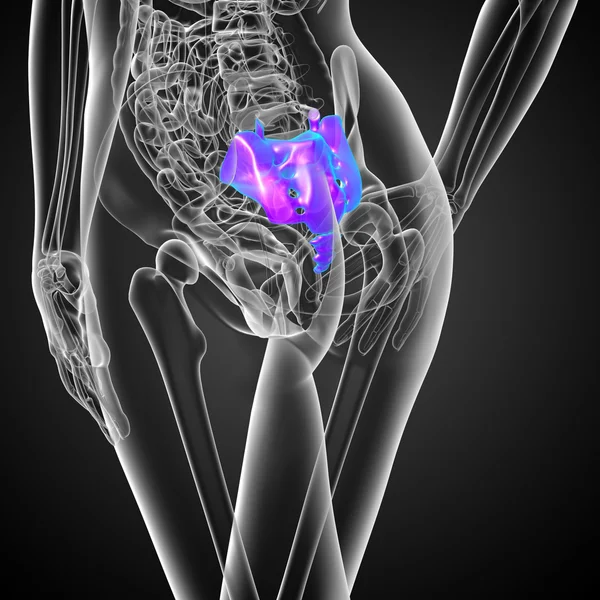 3d rendere illustrazione medica dell'osso sacro femminile — Foto Stock