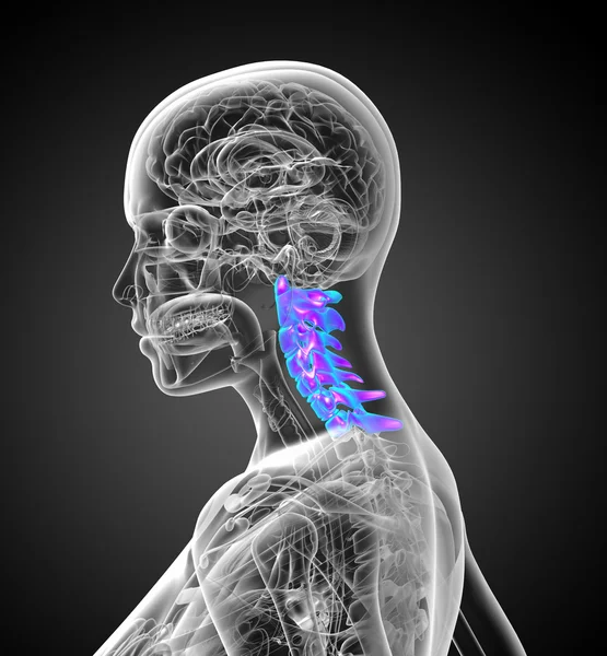 3d rendere illustrazione medica della colonna vertebrale cervicale — Foto Stock