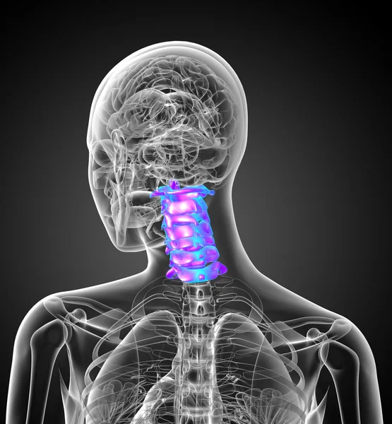 3d render medical illustration of the cervical spine — Stock Photo, Image