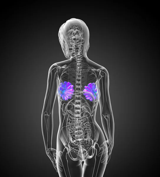 3d render medical illustration of the human breast — Stock Photo, Image