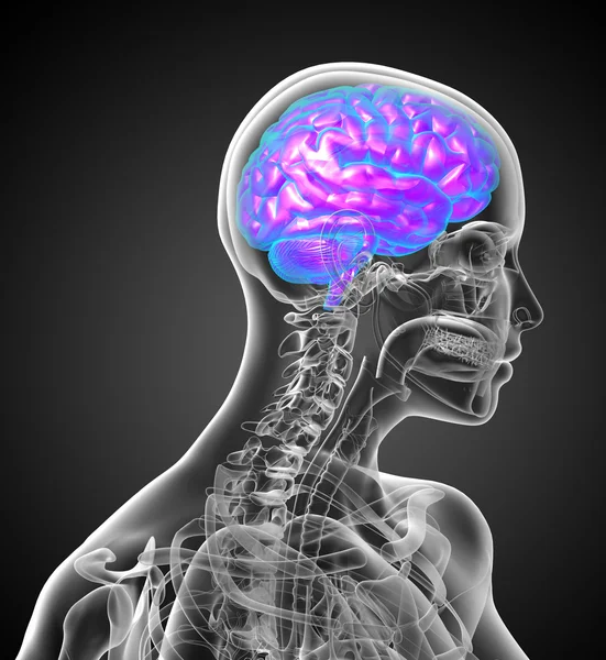 3d визуализировать медицинскую иллюстрацию человеческого мозга — стоковое фото