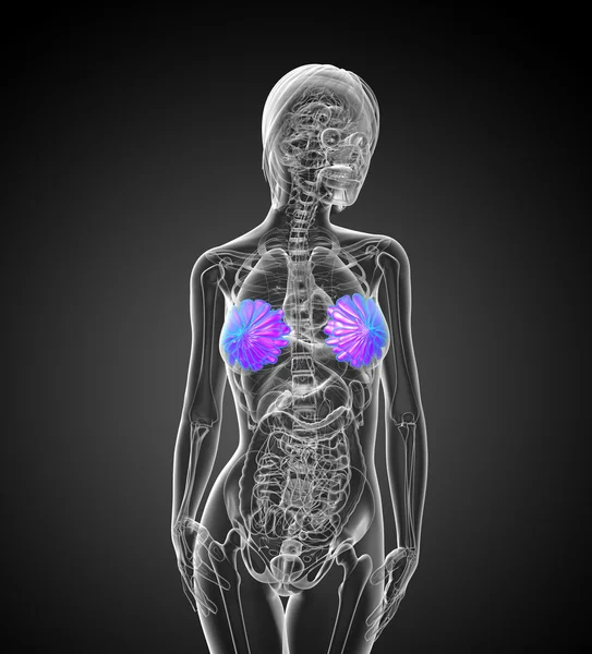 3d render medical illustration of the human breast — Stock Photo, Image