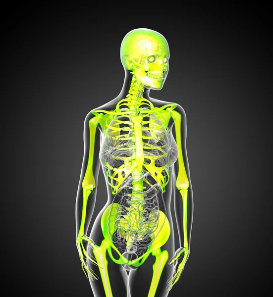 3d render medical illustration of the human skeleton — Stock Photo, Image