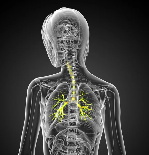 三维医学插图的男性支气管 — 图库照片