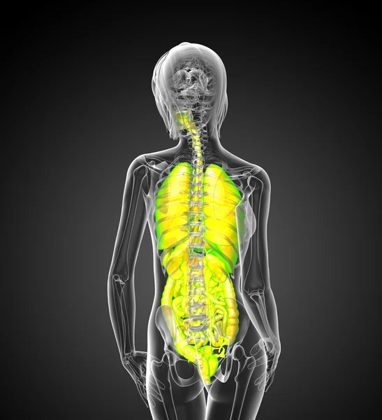 人間の消化器系の 3 d レンダリングの医療イラストと — ストック写真