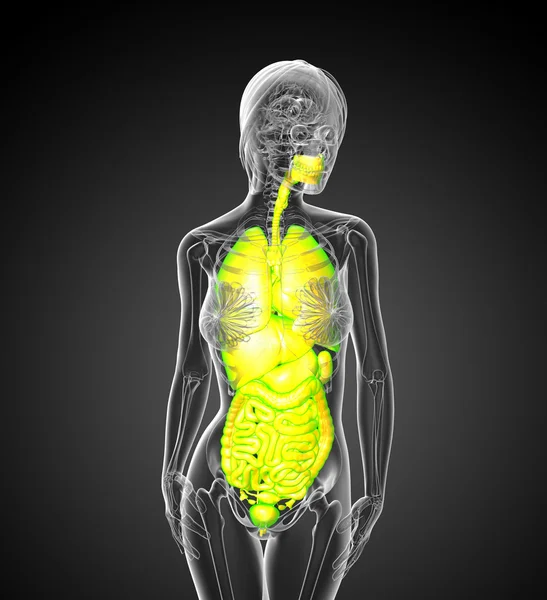 3d hacer ilustración médica del sistema digestivo humano y —  Fotos de Stock