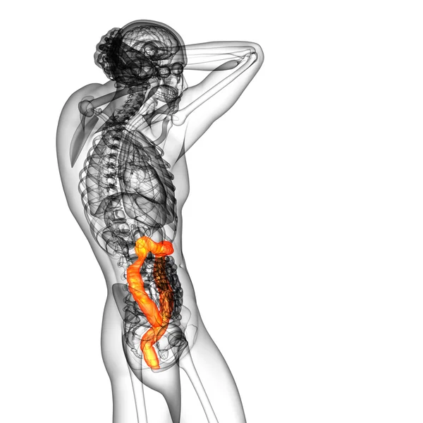 3d hacer ilustración médica del intestino grueso humano —  Fotos de Stock