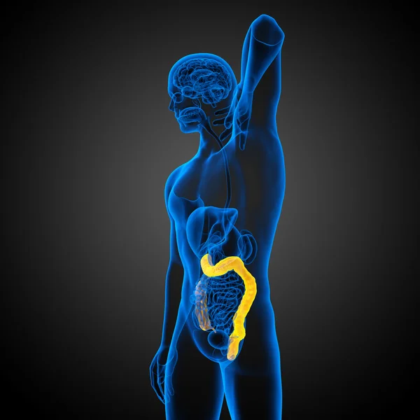人間 larg 腸の 3 d レンダリングの医療イラスト — ストック写真