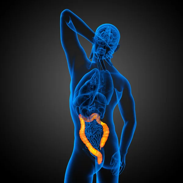 人間 larg 腸の 3 d レンダリングの医療イラスト — ストック写真