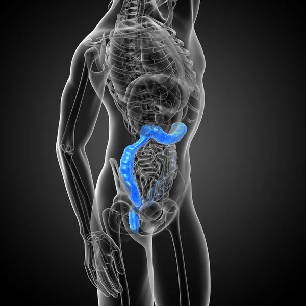 3d renderizar ilustração médica do intestino larg humano — Fotografia de Stock