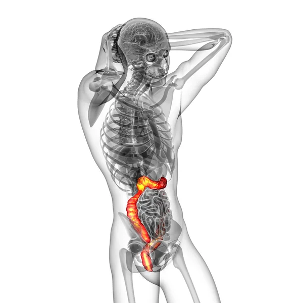 3d rendere illustrazione medica dell'intestino larg umano — Foto Stock