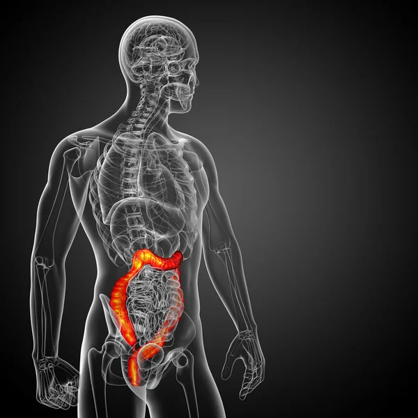 3D render medische illustratie van de menselijke tentje darm — Stockfoto