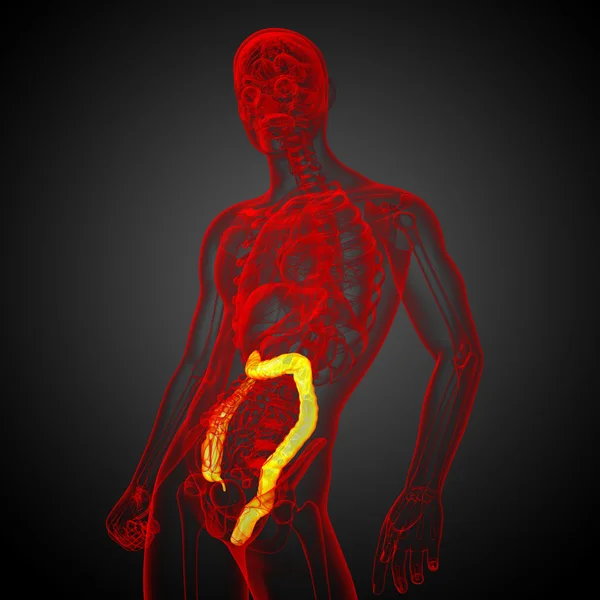 3d hacer ilustración médica del intestino grueso humano — Foto de Stock