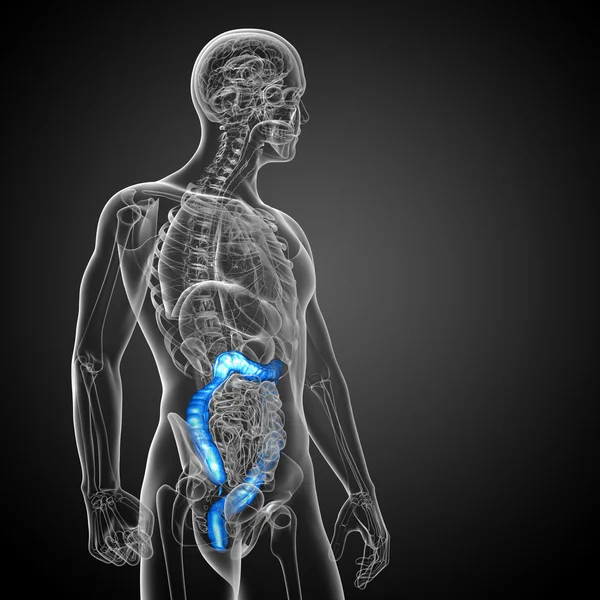 3D καθιστούν ιατρική απεικόνιση του ανθρώπινου larg εντέρου — Φωτογραφία Αρχείου