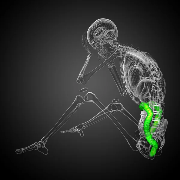 3D render ilustracja medyczny jelita człowieka najwięk — Zdjęcie stockowe