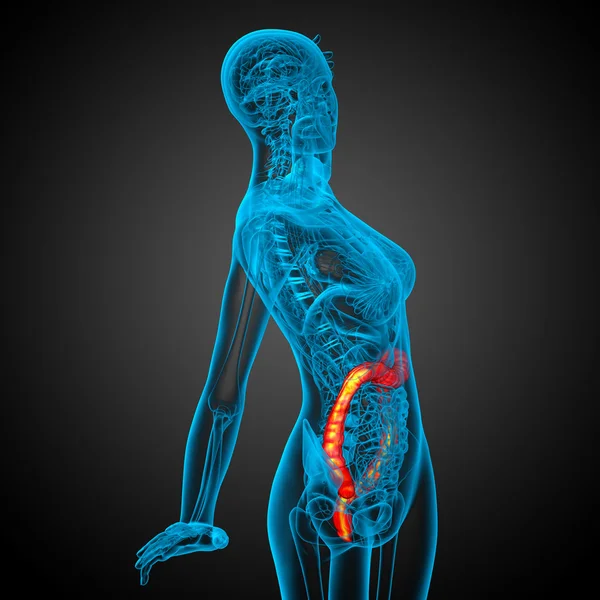 3d renderizar ilustração médica do intestino larg humano — Fotografia de Stock