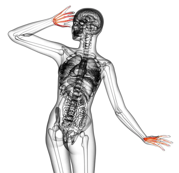 3D Darstellung der medizinischen Darstellung des Handknochens — Stockfoto