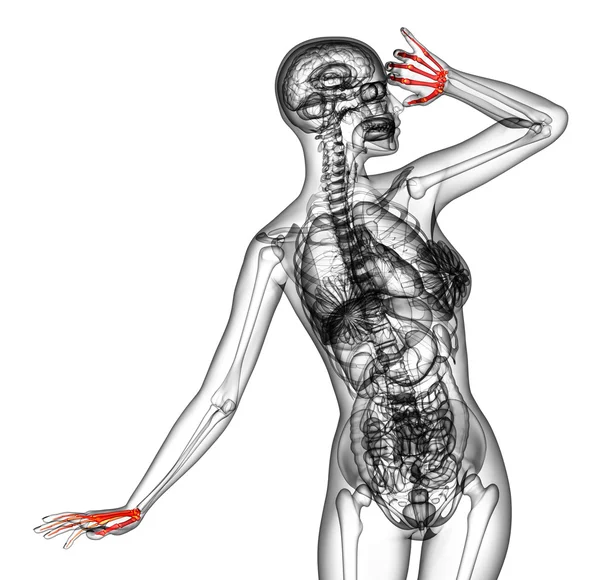 手の骨の 3 d レンダリングの医療イラスト — ストック写真
