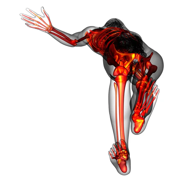3D medische illustratie van het menselijk skelet — Stockfoto