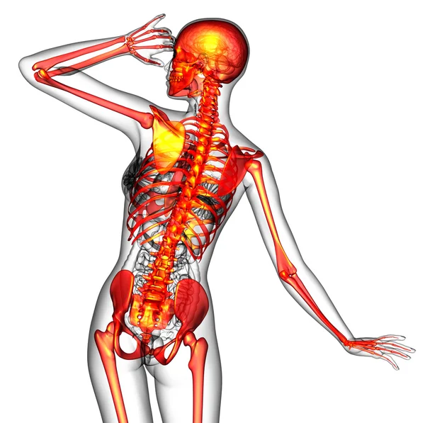 Illustrazione medica 3D dello scheletro umano — Foto Stock