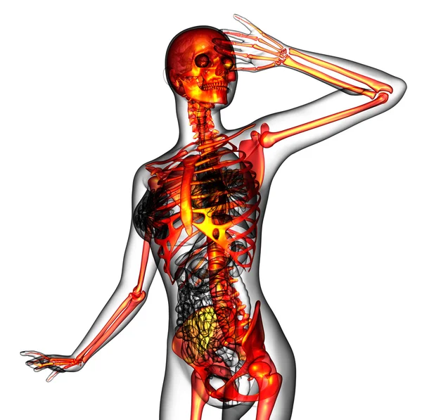 3D medical illustration of the human skeleton — Stock Photo, Image