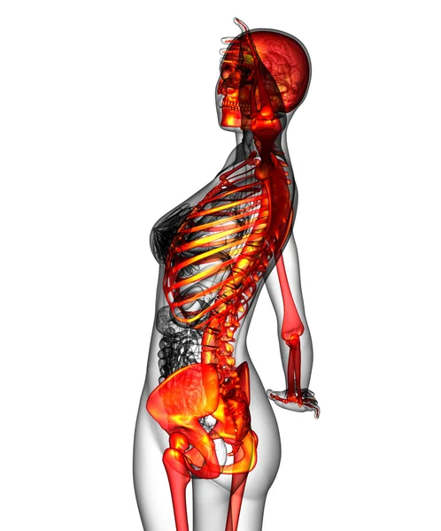 Ilustración médica 3D del esqueleto humano — Foto de Stock