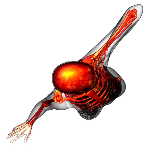 मानव कंकाल का 3 डी मेडिकल इलस्ट्रेशन — स्टॉक फ़ोटो, इमेज
