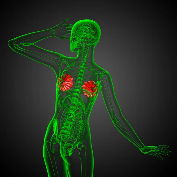 मानव स्तन के 3 डी रेंडर मेडिकल इलस्ट्रेशन — स्टॉक फ़ोटो, इमेज