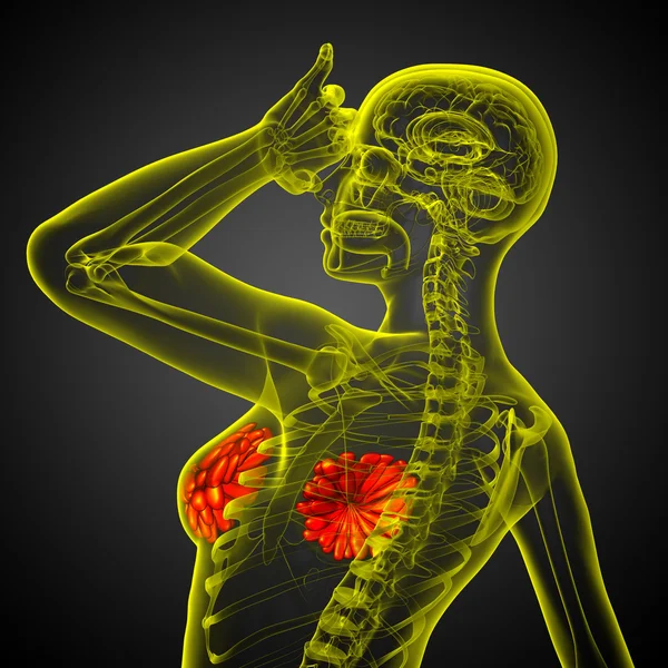 3D Darstellung der menschlichen Brust — Stockfoto