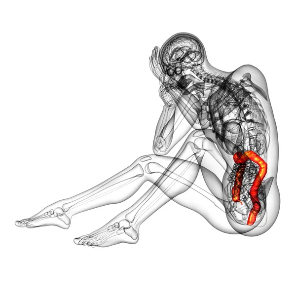 3d render medical illustration of the human larg intestine — Stock Photo, Image