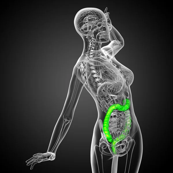 3d hacer ilustración médica del intestino grueso humano — Foto de Stock