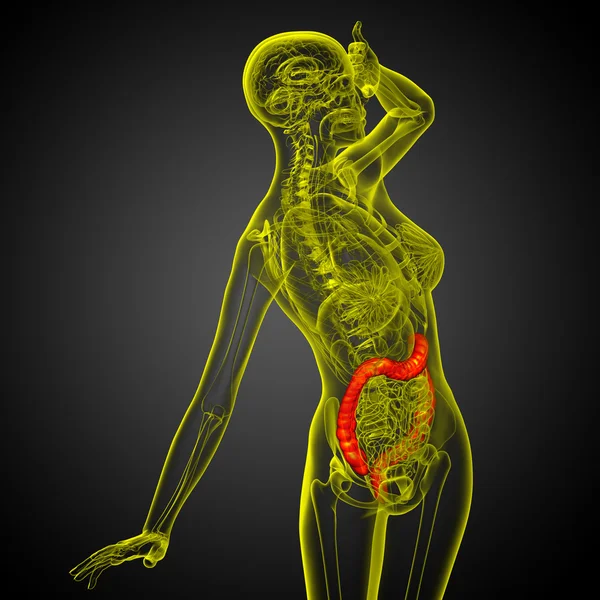3d renderizar ilustração médica do intestino larg humano — Fotografia de Stock
