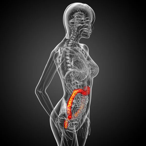 3d render medical illustration of the human larg intestine — Stock Photo, Image