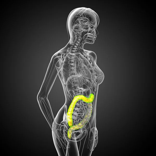 3d render medical illustration of the human larg intestine — Stock Photo, Image