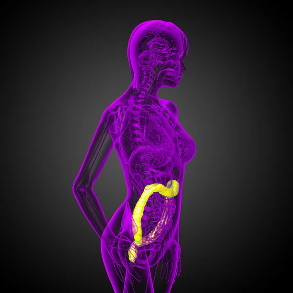 3d rendere illustrazione medica dell'intestino larg umano — Foto Stock