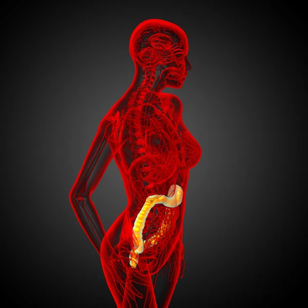 3d rendere illustrazione medica dell'intestino larg umano — Foto Stock