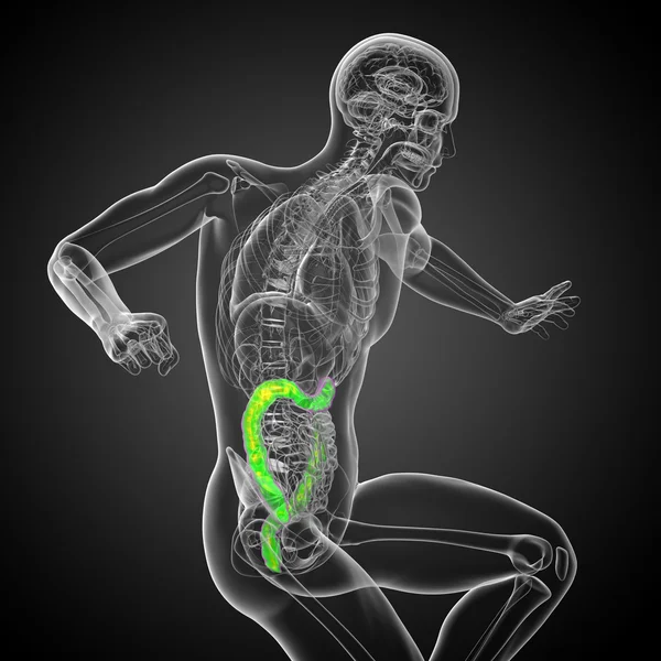 3d renderizar ilustração médica do intestino larg humano — Fotografia de Stock