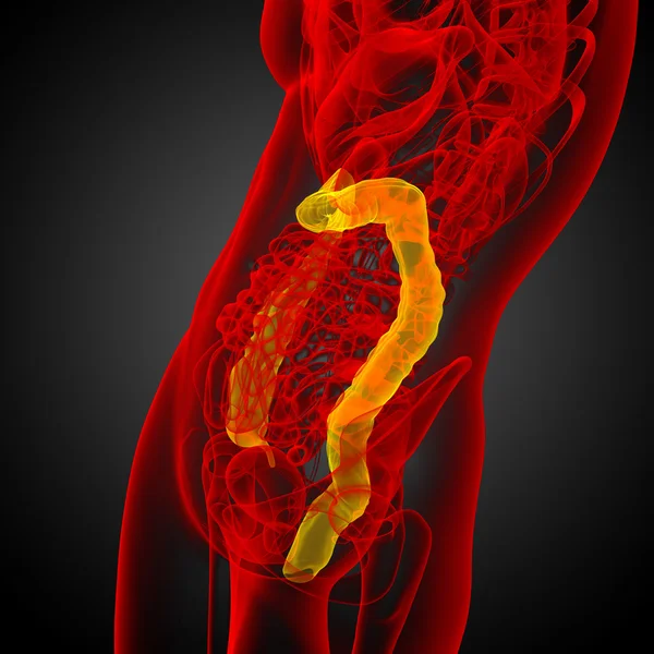 3d rendere illustrazione medica dell'intestino larg umano — Foto Stock