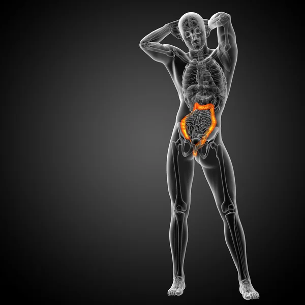 3D göra medicinsk illustration av mänskliga larg tarmen — Stockfoto