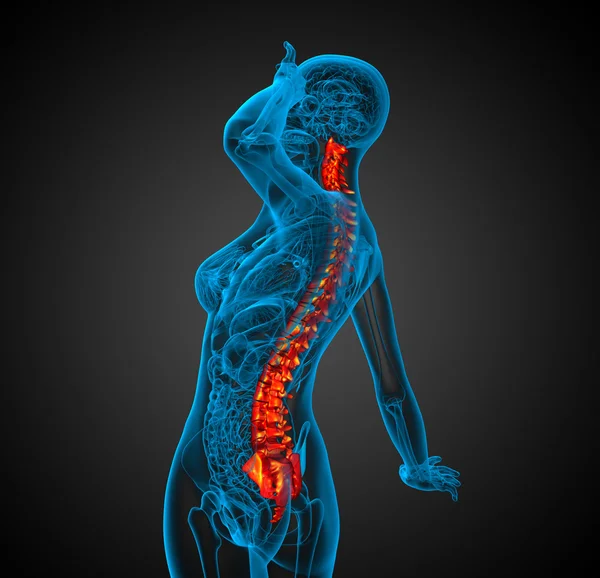 3d tehdä lääketieteellinen kuva ihmisen selkärangan — kuvapankkivalokuva