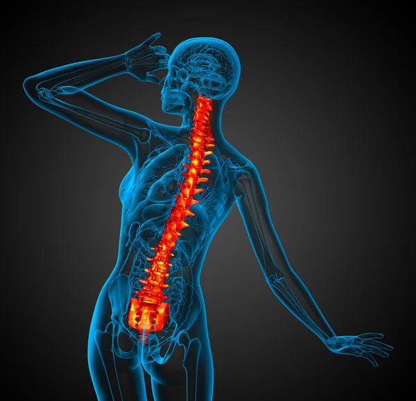 3d render medical illustration of the human spine — Stock Photo, Image