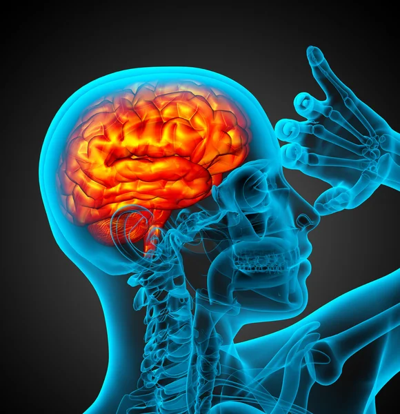 3D render Medikal illüstrasyon insan beyninin