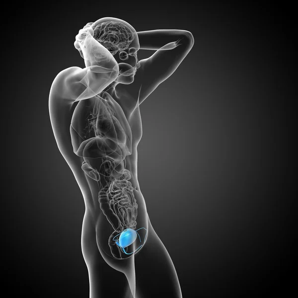 3d render medical illustration of the bladder — Stock Photo, Image