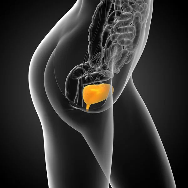 3d render medical illustration of the bladder — Stock Photo, Image