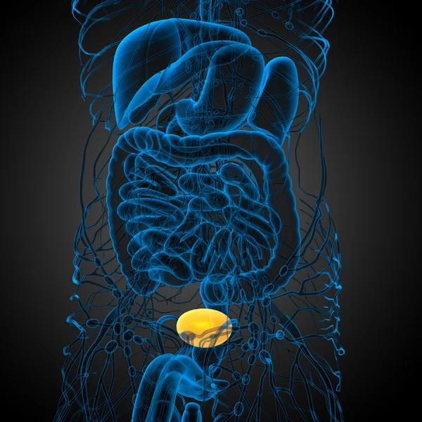 3d tornar ilustração médica da bexiga — Fotografia de Stock