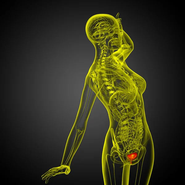 Mesane 3D render tıbbi çizimi