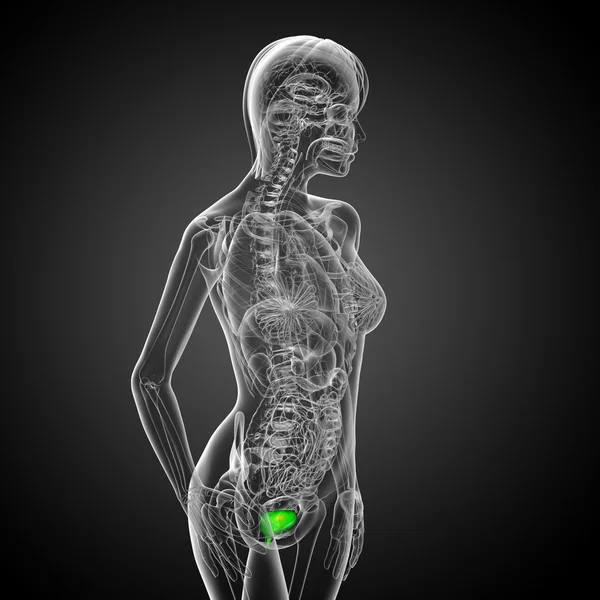 3d render medical illustration of the bladder — Stock Photo, Image