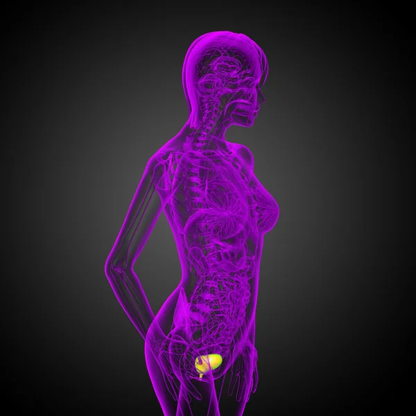 3d render medical illustration of the bladder — Stock Photo, Image